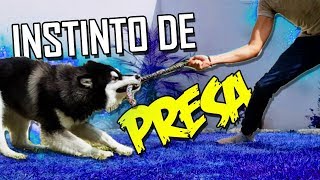 Saca el INSTINTO DE PRESA de tu PERRO