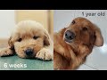 Golden Retriever Growing (from six weeks to one year old)