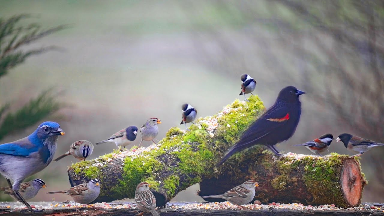 TV for Cats 📺 - Bird Movie - Lots Of Birds For Cats To Watch