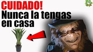 🚫Esta Planta 🌿Atrae Muy MALA SUERTE A Tu Hogar. Si La Tienes 🚧Deshazte De Ella De Inmediato