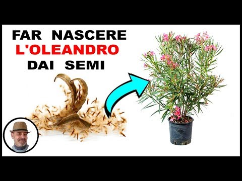 Video: Raccolta di semi di oleandro per la semina: come coltivare l'oleandro dai semi