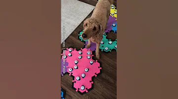 Talking Dog Cursing At Her Mom For Not Listening Fluentpet Aic 
