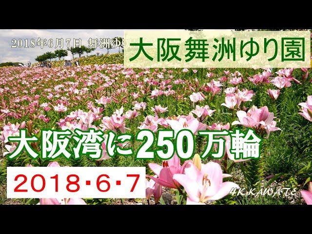 大阪舞洲ゆり園 18 4k Youtube