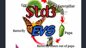 EVS STD 3 kite victers online class supportive video