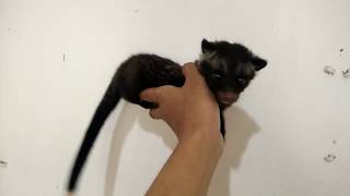 Musang Ekor Putih Ekput