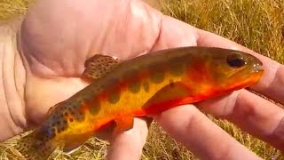 BACKCOUNTRY FLY FISHING-VOLCANO GOLDEN TROUT with Chris Walklet