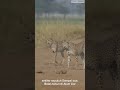 CHEETAH: Mesin Pembunuh Tercepat di Afrika! Sprint Maut 100 Km/Jam!#subscribe #animals