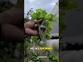 Cómo producir tus propios alimentos en casa y dejar de gastar 🌱💰 #huertoencasa