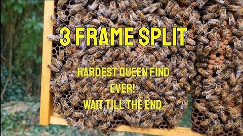 Honeybee 3 frame hive split! #beekeeper #beekeeping #asmr #bees #fun #nature #honeybee