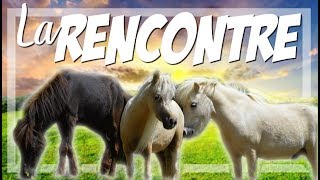 [JOUR 3]:  La rencontre entre mes poneys