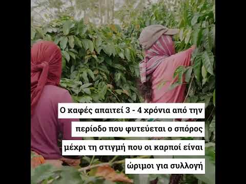 Βίντεο: Πού καλλιεργείται ο καφές arabica;