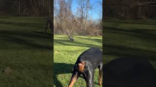 Doberman vs Weimaraner Round 4 #dog #doberman #weimaraner