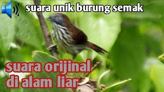 suara unik burung semak/suara pikat terbaru 2022