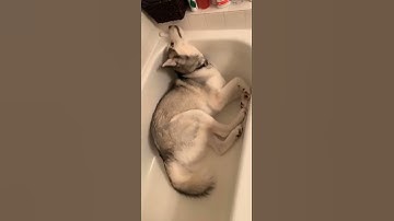 The dog owners who get it, get it. #Husky #Huskies #HuskyProblems #Dogs #DogsofTikTok #shorts