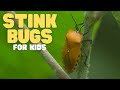 Stink Bug Behavior and Characteristics