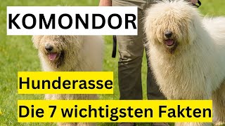 Komondor Hunderasse 🐶 Die 7 wichtigsten Fakten im Hundeportrait by Hundefantastisch 288 views 9 months ago 10 minutes, 10 seconds