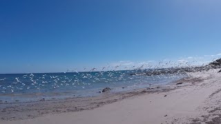 Huge Seagull Swarm at Australian Beach