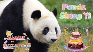 5.31 Happy Birthday to Panda Sheng Yi #panda #cute #fyp #shengyi #malaysia #viral #birthday