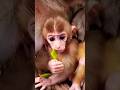 Monkey #shots #ytshort #shortsfeed #animals #monkey #monkeys #1718