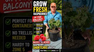 No Garden? Grow Fresh Raspberries in a Pot! 🍓 | NO THORNS!