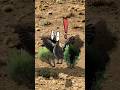 Tracking Utah’s Sage Grouse | USU QCNR