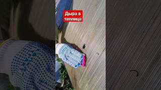 Как заделать дыру в теплице из поликарбоната #дача #огород