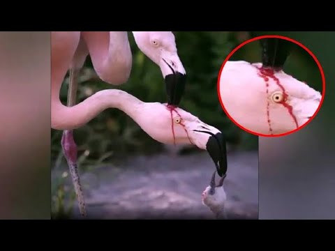 Video: Bagaimana Anda memangkas flamingo merah muda?