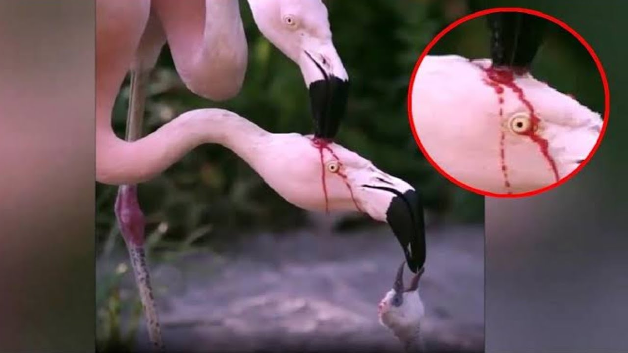 60 Koleksi Gambar Burung Flamingo HD Terbaik