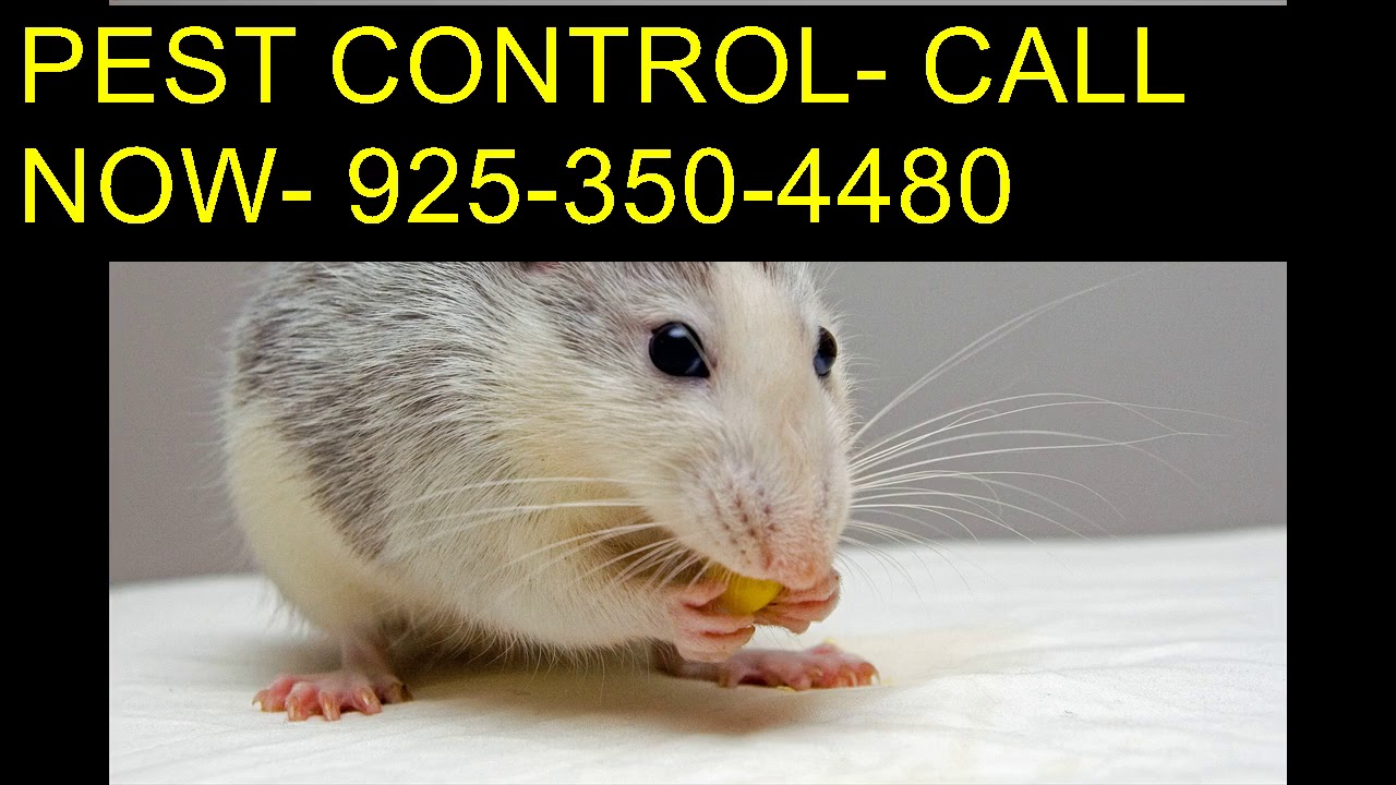Dial 925 350 4480 Pest Control Mice Clovis CA YouTube