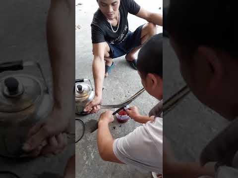 Cách cắt tiết rắn