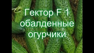 Огурец Гектор F1