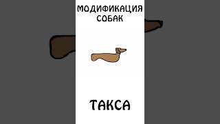 Модификация собак - ТАКСА #такса #собака #сэмонелла #шортс #авызналиэто #иф