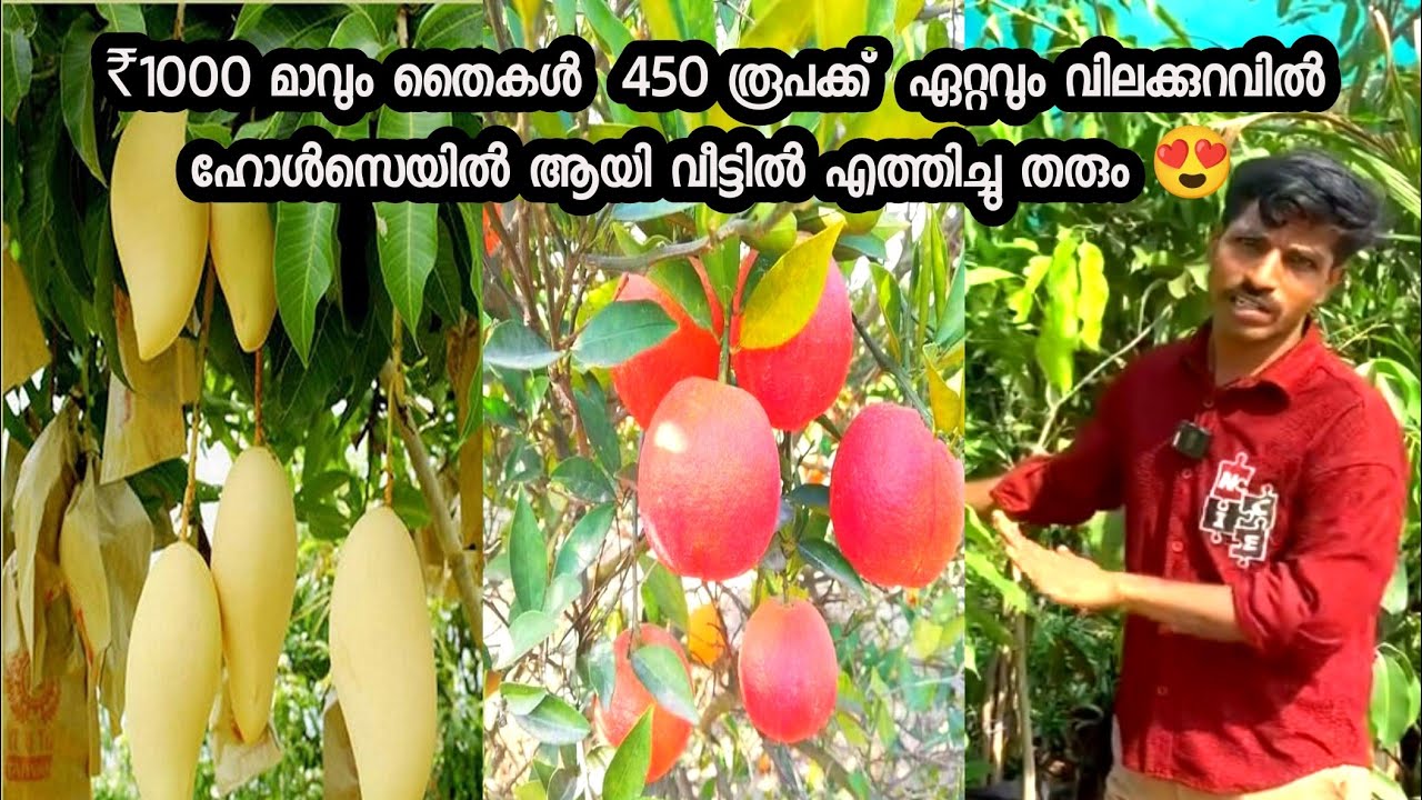 80 രൂപ മുതൽ 1000 രൂപടെ വലിയ പ്ലാന്റുകൾ ഒരു വർഷം കൊണ്ട് കായ്ക്കുന്നത് വെറും 450 ര രൂപ# exotic