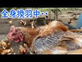 【集合体注意】まるでハリセンボンのような、全身換羽中のニワトリを保護しました