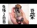 【豆柴生後2日目 ママ独占!ひとりっ子の愛され毎日】豆柴さにらむ #50