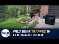 Wild Bear Trapped In Colorado Truck After Breaking In For Food