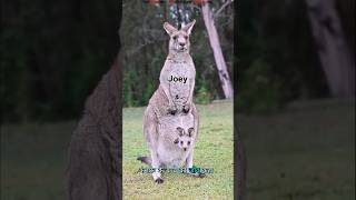 Baby Kangaroo ka First Mission #science #sciencefacts