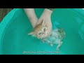 How to give bath to a kitten | First bath Tutorial | more than 4 weeks old Persian kitten