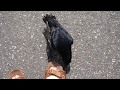 カラスのかっか 足遊び  【crow】