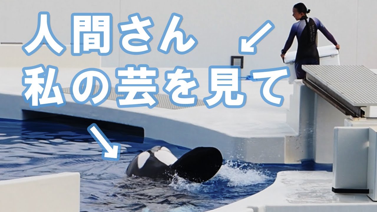 ショーじゃないのに自ら芸をして餌をオネダリするシャチ - YouTube