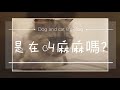 愛貓也愛狗 Vlog影片日記｜會叫媽媽的貓咪？｜甜甜的日常｜貓咪撒嬌叫麻麻