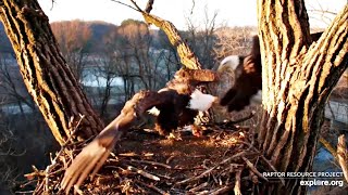 Decorah Eagles- Mom Tries To Grab Fish From DM2