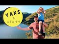 Yaks in Utah!? | Time for an Adventure | Vlog #41