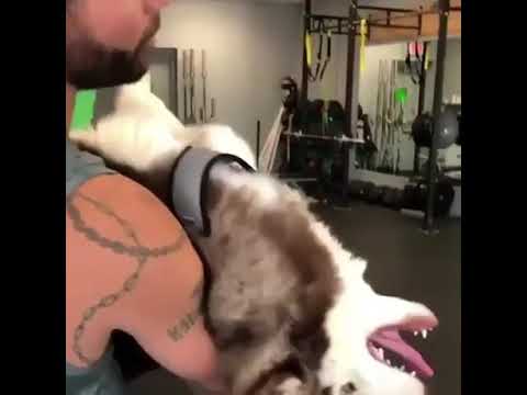 Jason Momoa With His Dog Youtube