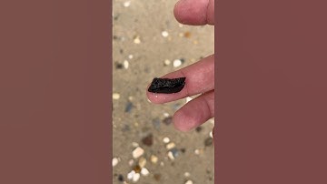 Stingray plate found cruising the shore line at Calvert Cliffs.