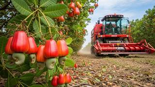 Inside Massive Cashew Harvesting and Industrial Processing Operations