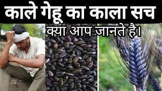 काले गेहू की खेती ।। काले गेहू का सच ।।black wheat farming  and cultivation ।।