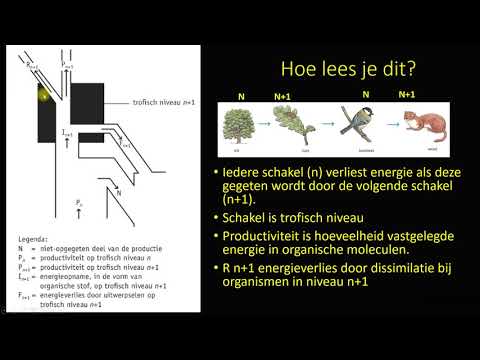 Video: Wat is de relatie tussen brutoproductiviteit en netto primaire productiviteit, schrijf de vergelijking?