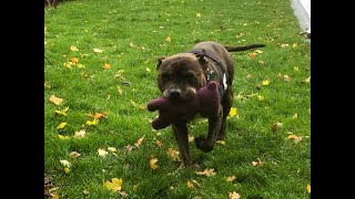 3 Overcoming Stress During Removal of his harness