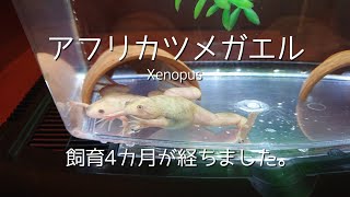 【アフリカツメガエル】No.174。アフツメ飼育4カ月。(Xenopus)